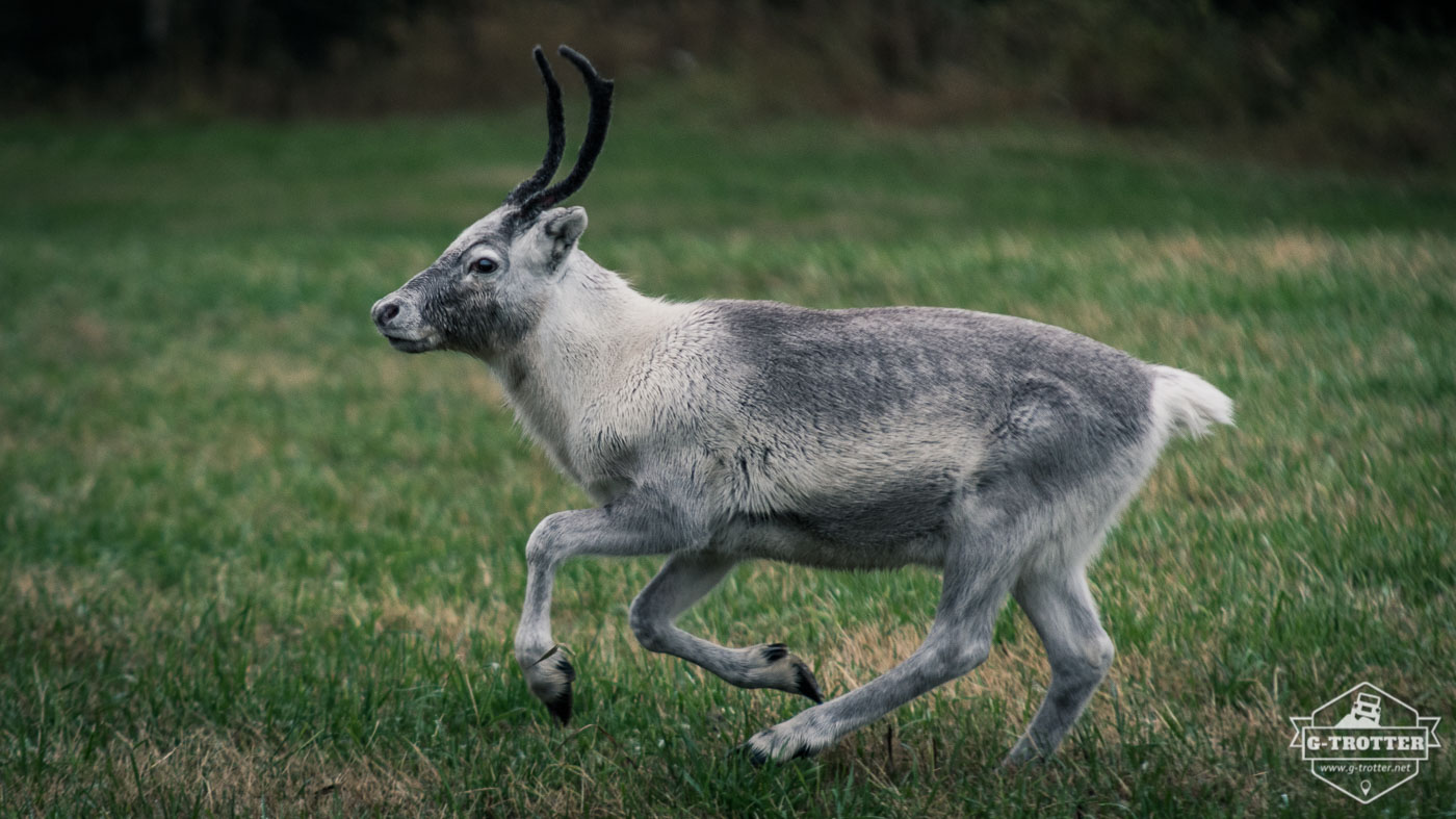 We encountered reindeer of all size.