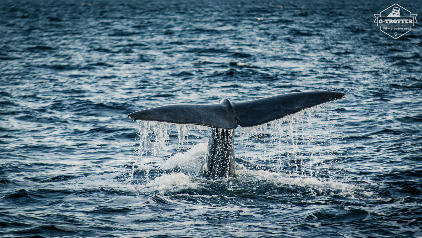 The fin of the sperm whale before it disappears again in the depths of the sea.